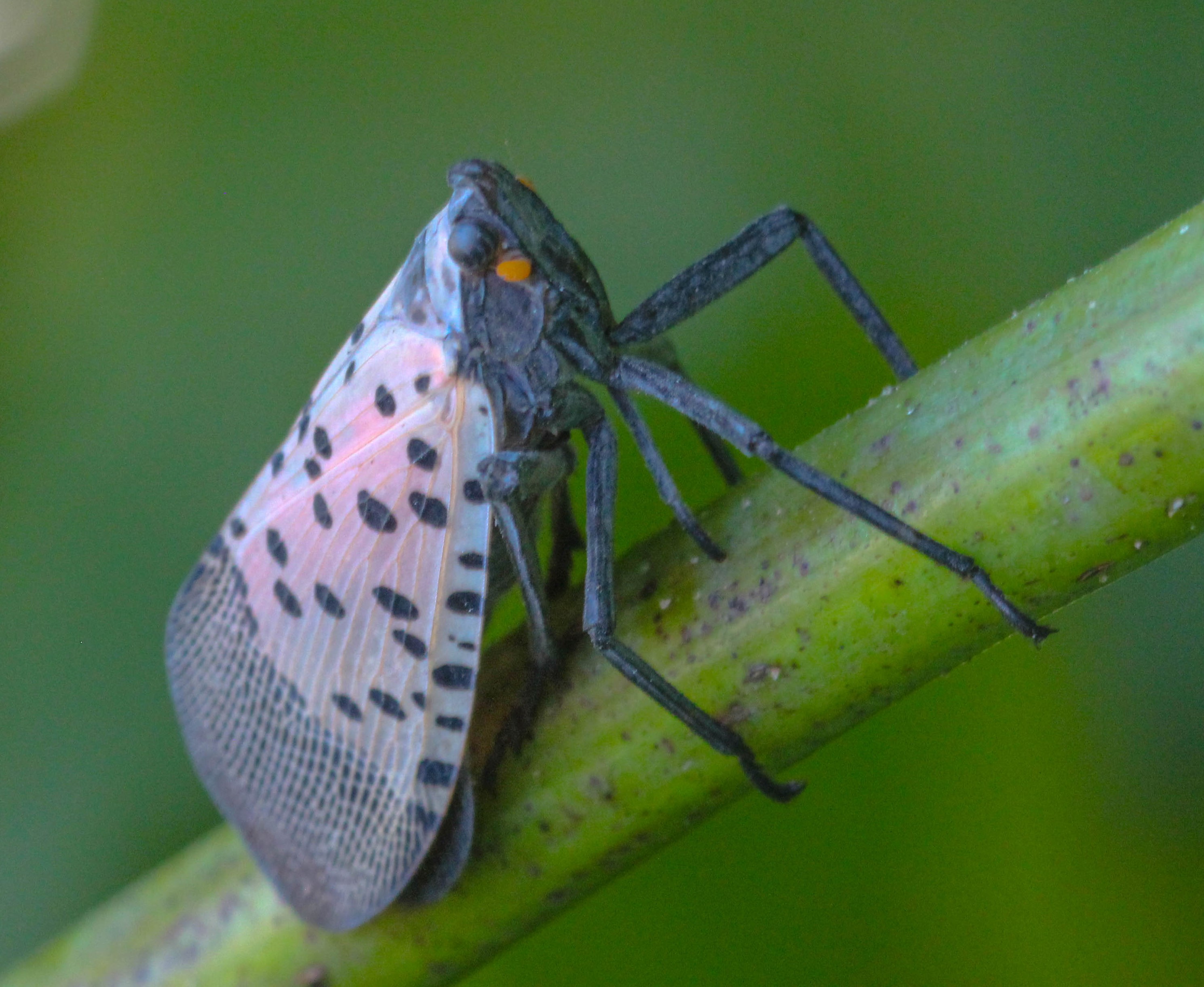 Adult spotted lanternfly perched on a stem.